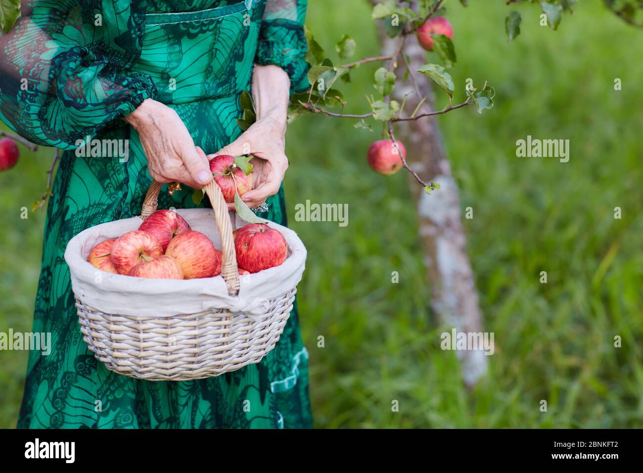 Apple harvest, basket, apples, hands, woman, Stock Photo