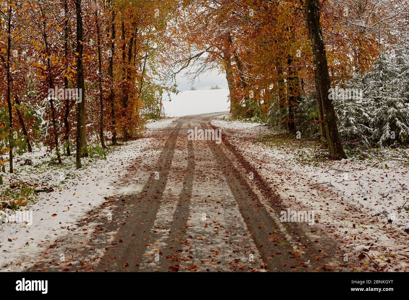 Country road, leaves, ice, snow, wetness, forest, tire tracks in the snow Stock Photo