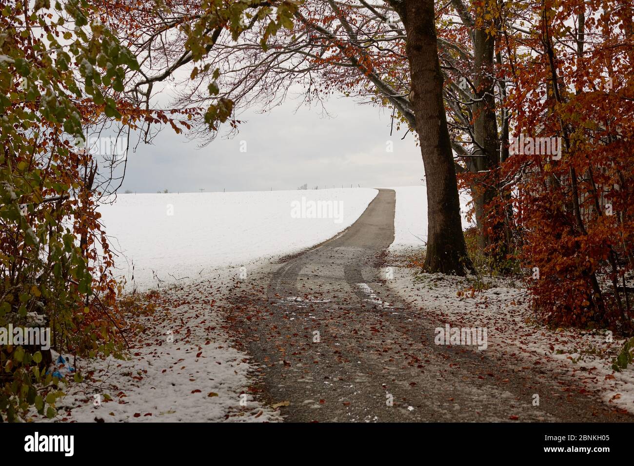 Country road, leaves, ice, snow, wetness, forest, glade, Stock Photo