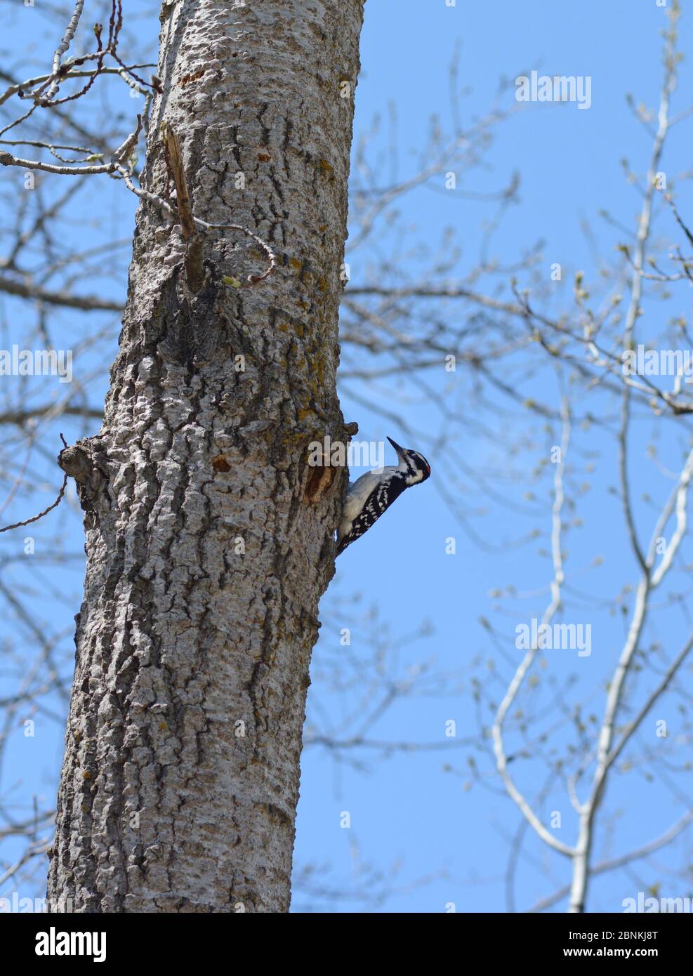 Hairy Woodpecker on a dead tree against a blue sky background. Stock Photo