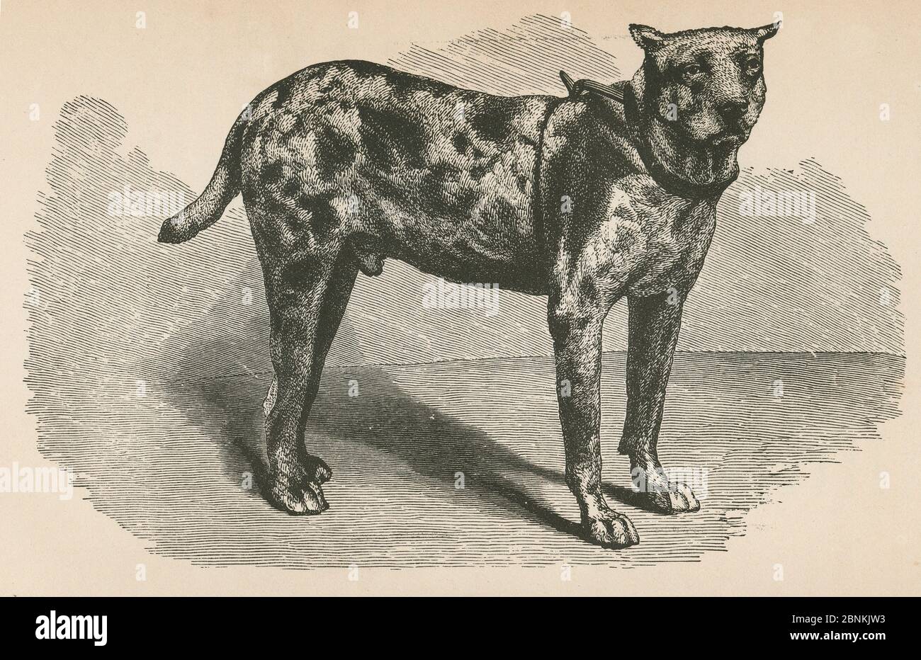 Antique 1866 engraving, bloodhound “Spot” from The Soldier’s Story by Goss. “This dog is a Cuban Bloodhound, and the only survivor of a pack of hounds (some of them, however, being the common Southern hounds) used by Captain Wirz at Andersonville Prison, Georgia, for recapturing escaped Union prisoners. Weight, 159 pounds; height, three feet; length from tip to tip, six feet four and one half inches.” Andersonville Prison was a Confederate prisoner of war camp in Andersonville, Georgia, during the American Civil War. SOURCE: ORIGINAL ENGRAVING Stock Photo