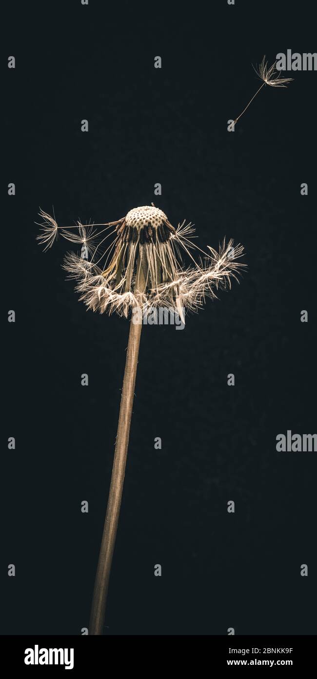 A dandelion against a black background. Stock Photo