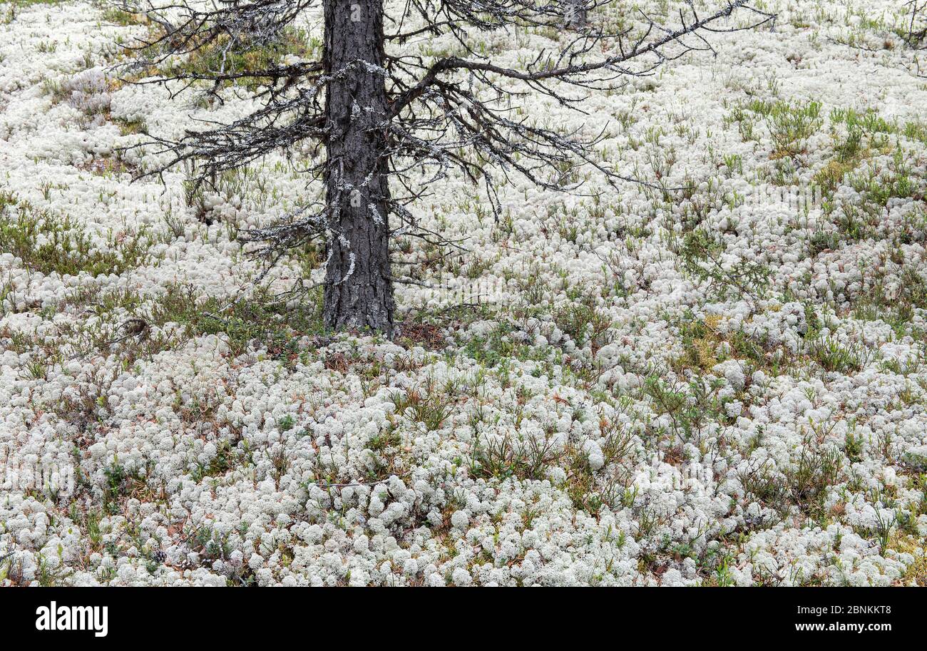 Iceland moss (Cetraria islandica) in flower, Rondane, Norway July Stock Photo