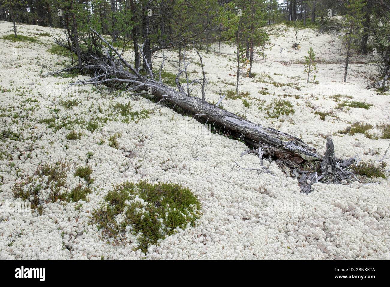 Iceland moss (Cetraria islandica) in flower, Rondane, Norway July Stock Photo