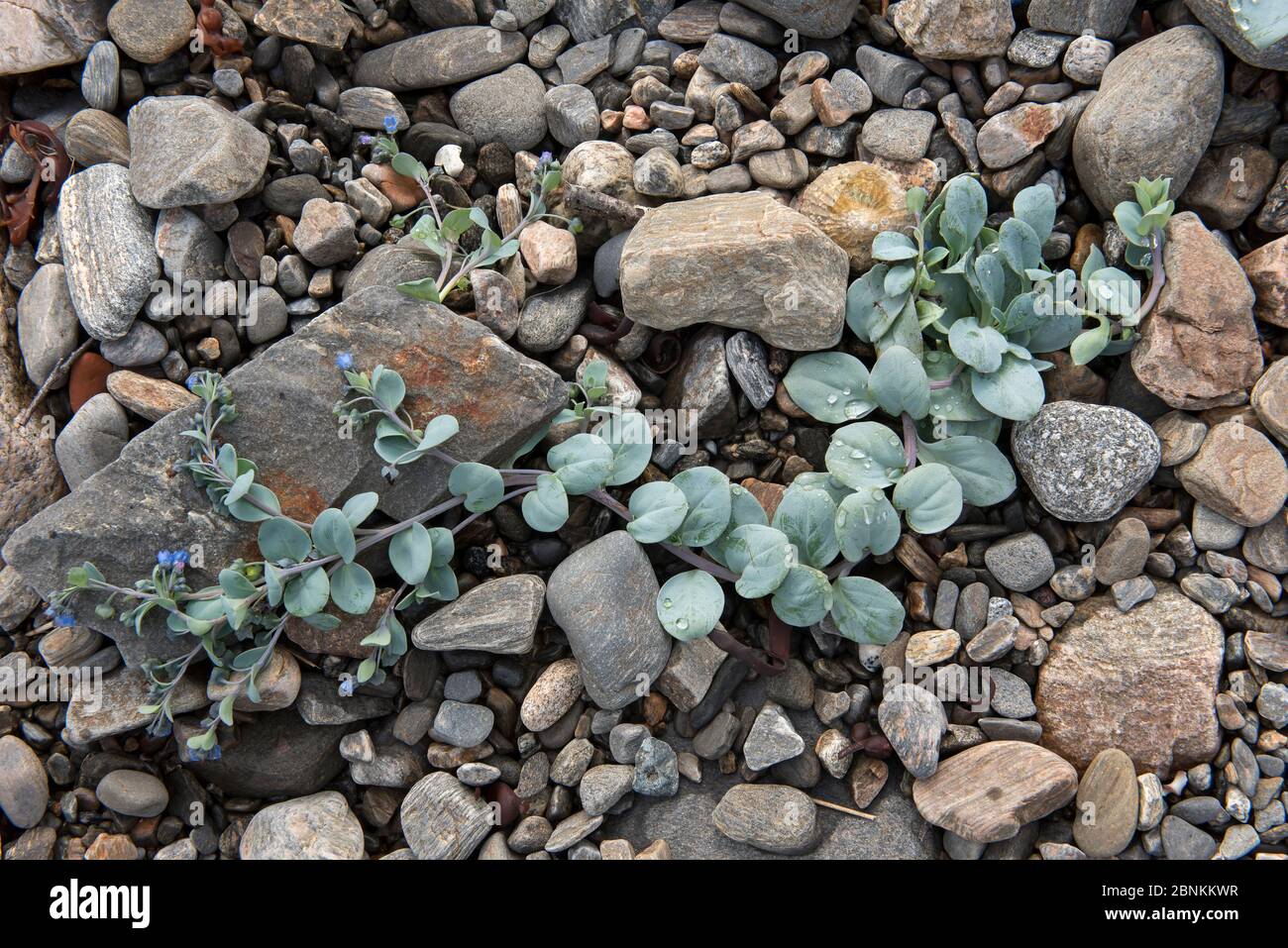 Oysterleaf (Mertensia maritima) on rocky beach of Island Runde, Norway, July Stock Photo