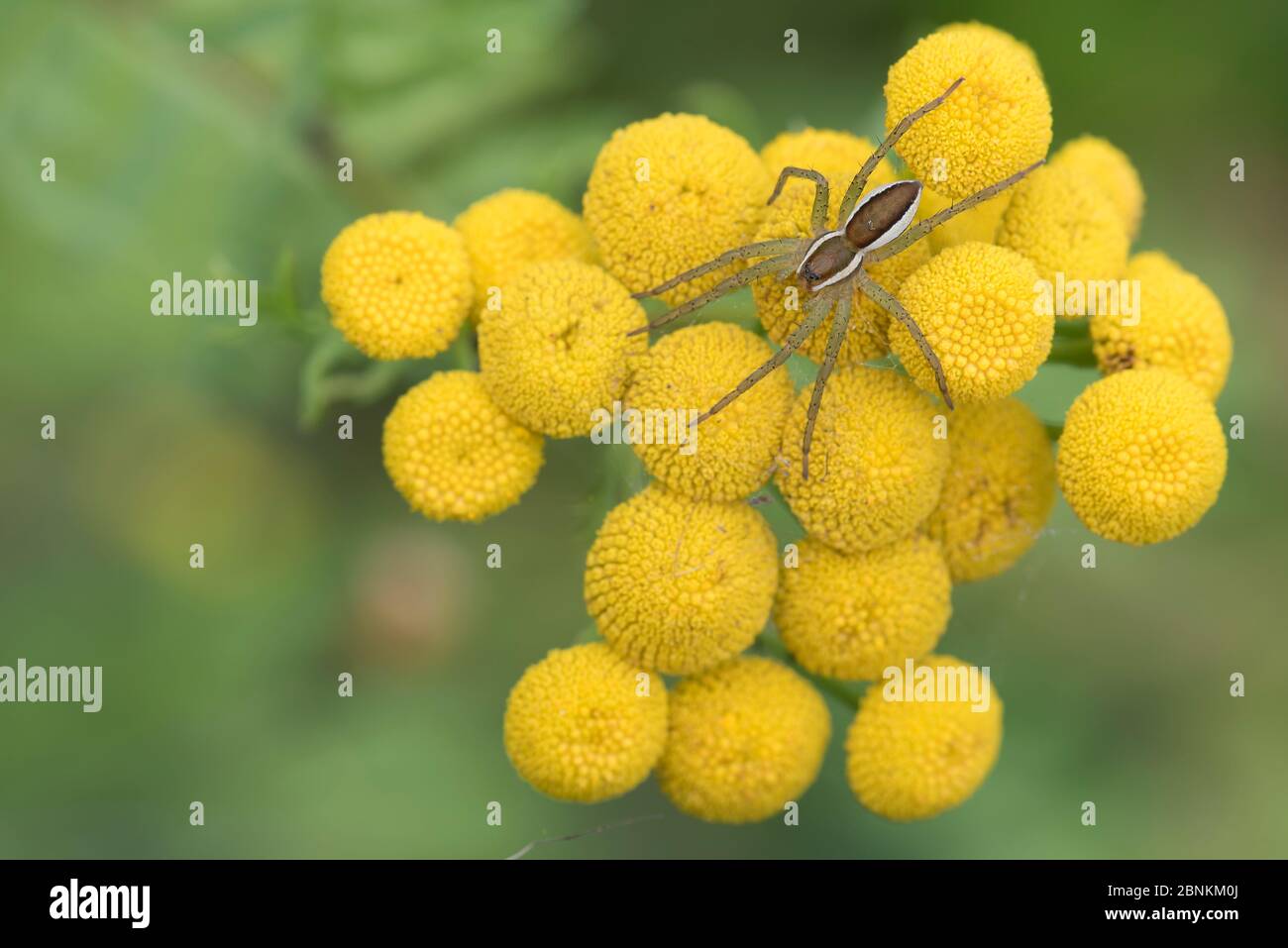 Raft spider (Dolomedes fimbriatus) on Tansy (Tanacetum vulgare), Klein Schietveld, Brasschaat, Belgium August Stock Photo