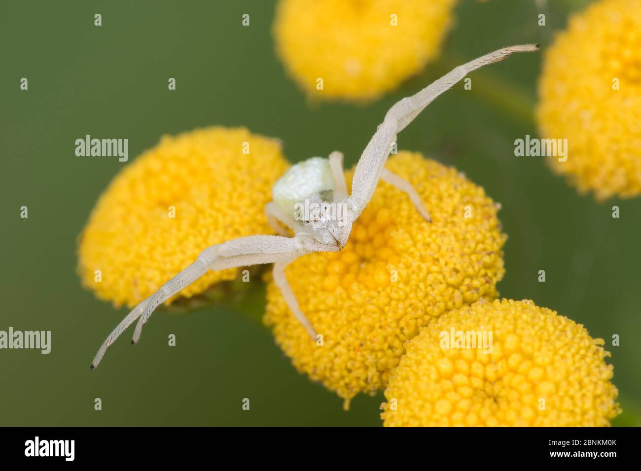 Goldenrod crab spider (Misumena vatia) on Tansy (Tanacetum vulgare), Klein Schietveld, Brasschaat,  Belgium August Stock Photo