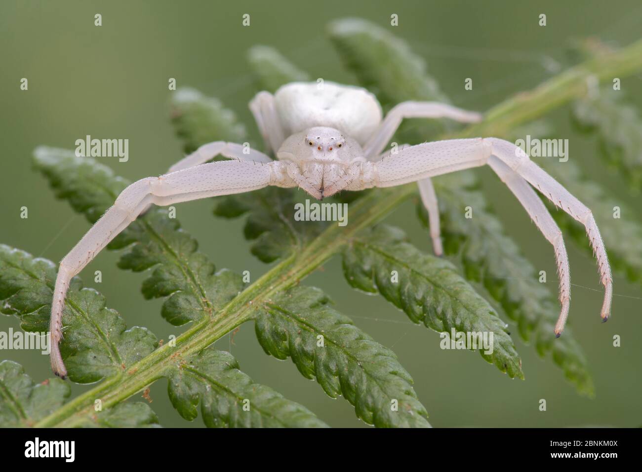 Goldenrod crab spider (Misumena vatia) Brasschaat, Belgium September Stock Photo
