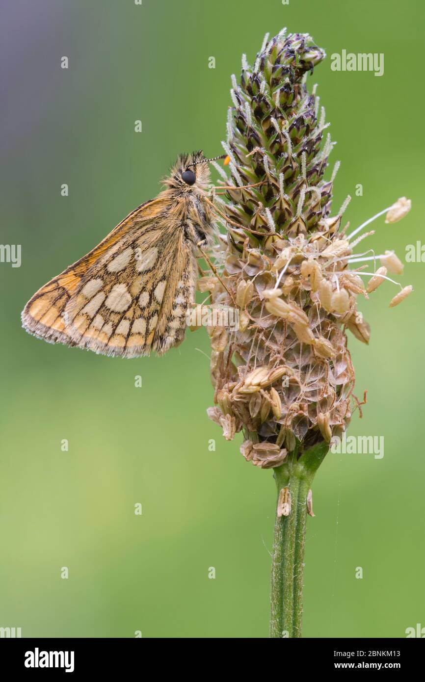 Chequered skipper butterfly (Carterocephalus palaemon), Groot Schietveld, Wuustwezel, Belgium May Stock Photo