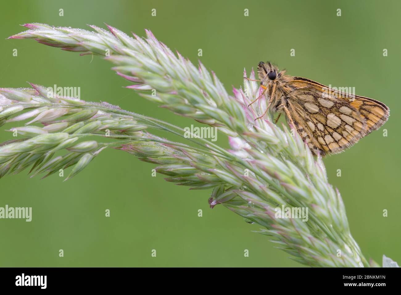 Chequered skipper butterfly (Carterocephalus palaemon), Groot Schietveld, Wuustwezel, Belgium May Stock Photo