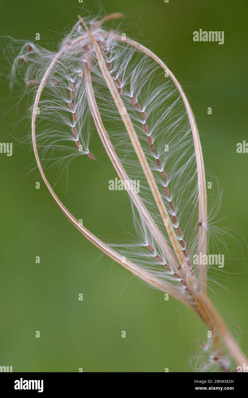 Seed of (Epilobium sp), Brasschaat, Belgium August Stock Photo