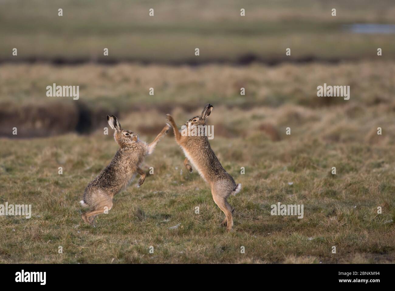 Brown hares (Lepus europaeus) boxing in field, Zeeland,  The Netherlands, February Stock Photo
