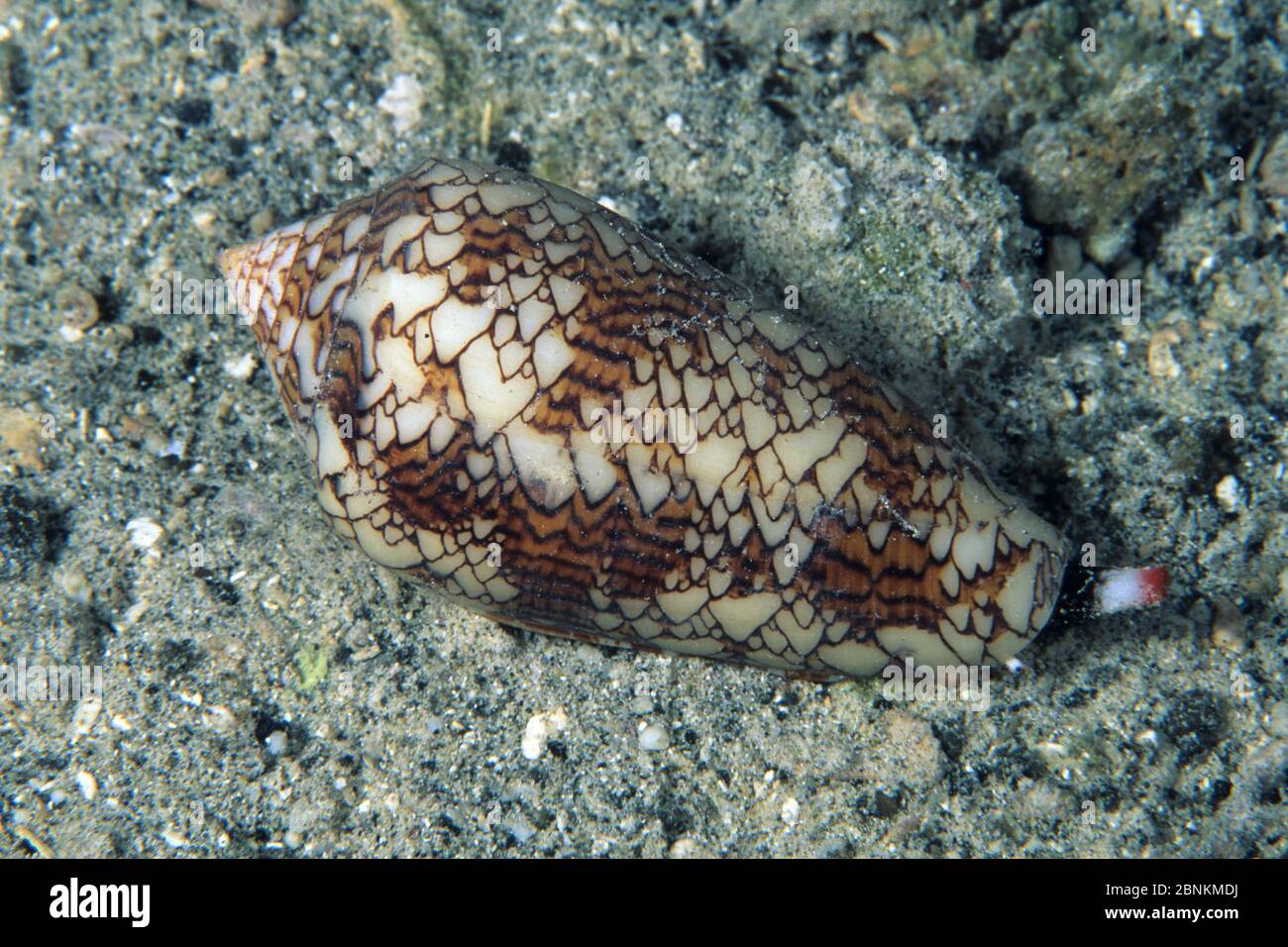 Textile cone shell (Conus textile) Walindi, West New Britain, Papua New Guinea, Pacific Ocean Stock Photo