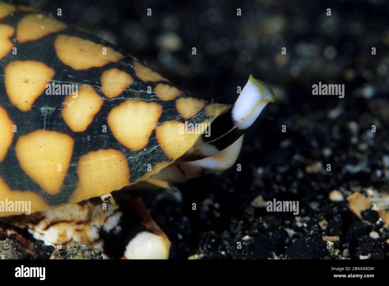 Marble cone shell (Conus marmoreus) Walindi, West New Britain, Papua New Guinea, Pacific Ocean Stock Photo
