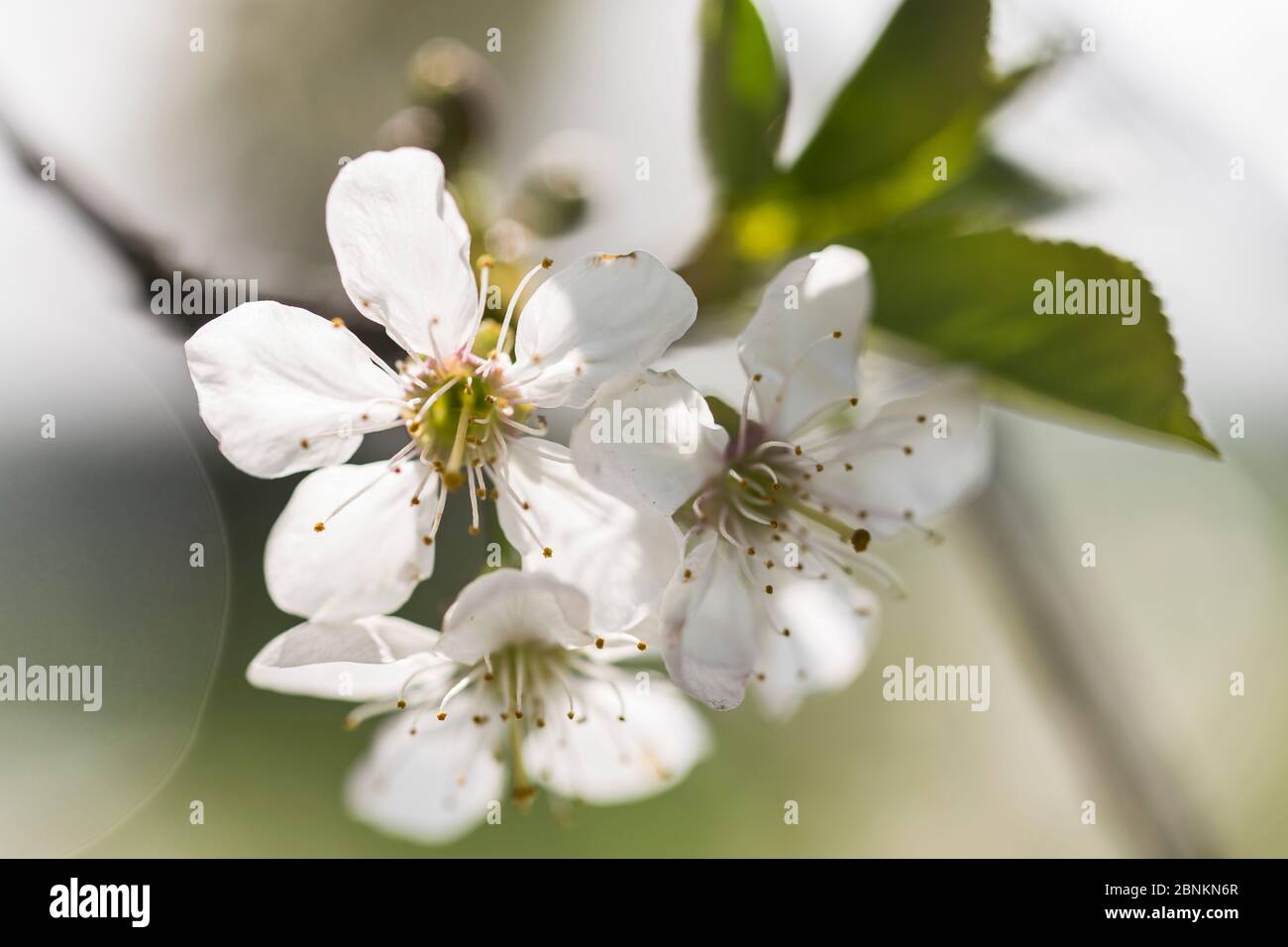 Sour cherry blossoms on a sunny spring day, Prunus cerasus, sour cherry Stock Photo