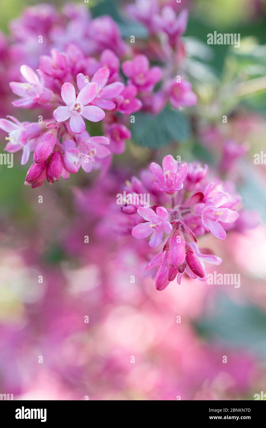 Flowers of a blood currant, Ribes sanguineum, close-up Stock Photo