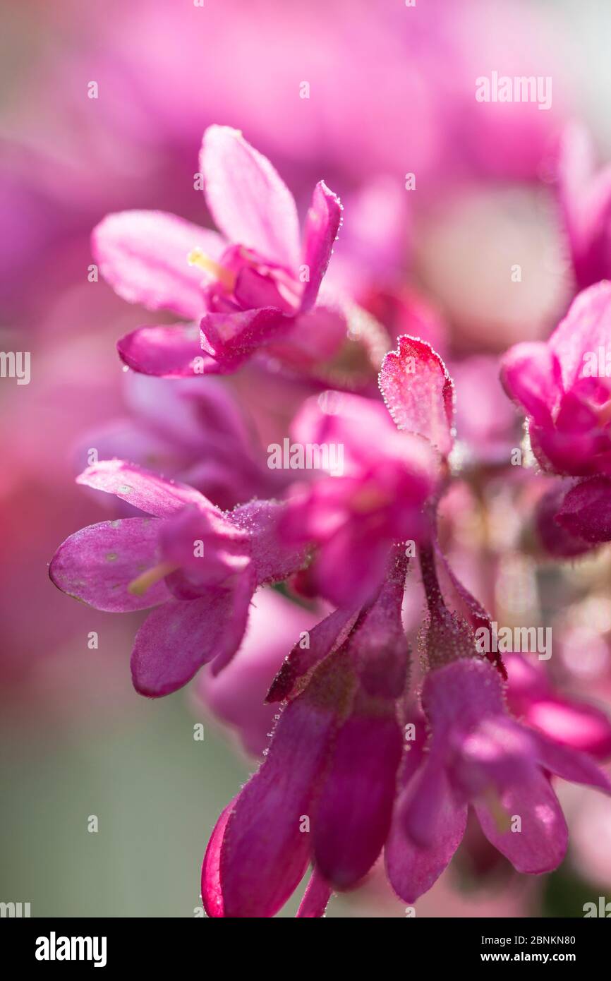 Flowers of a blood currant, Ribes sanguineum, close-up Stock Photo
