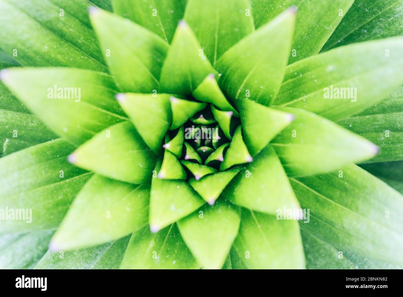 Rosette of a lily, Lilium spec., Lily family, supervision Stock Photo