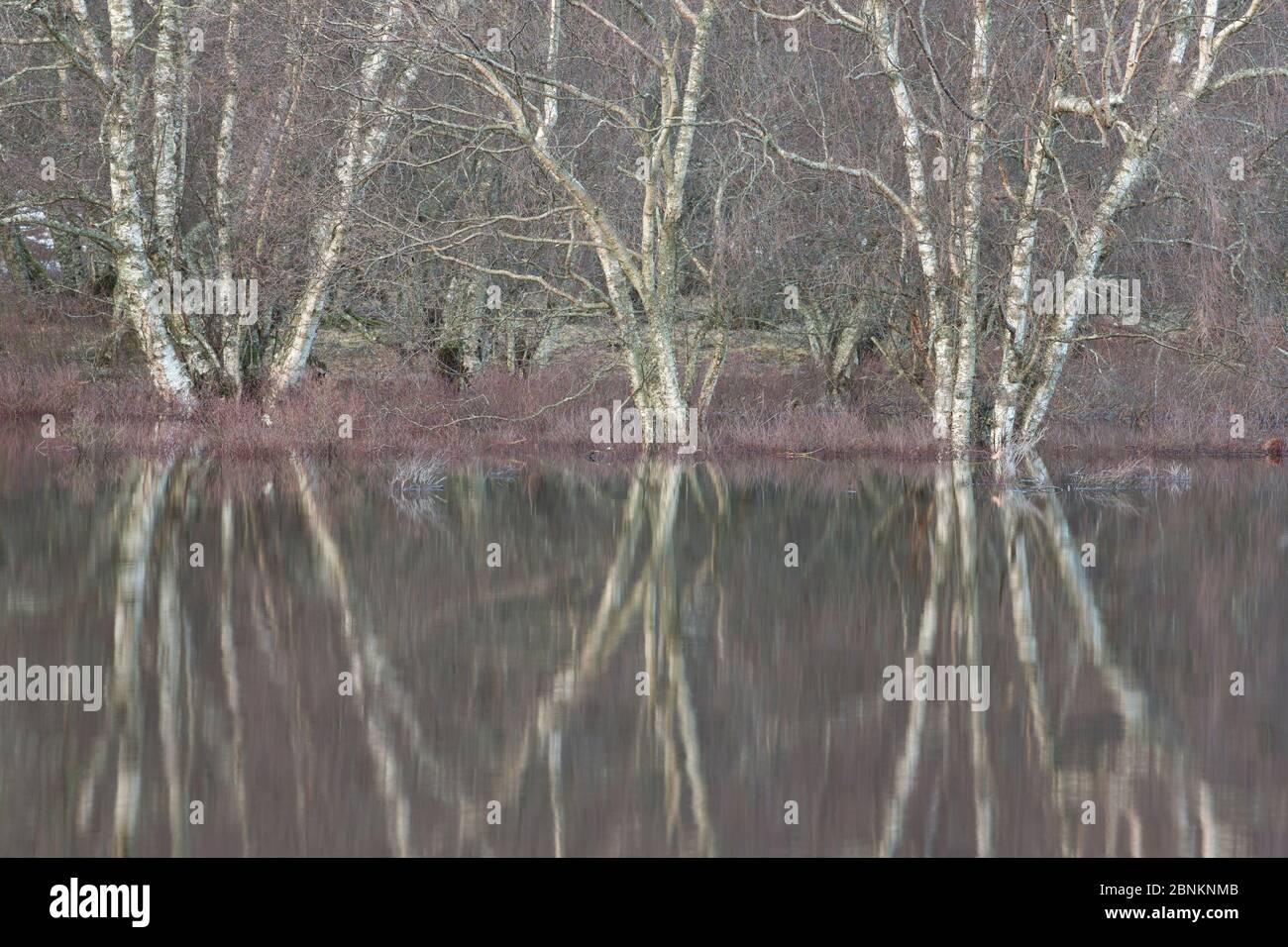 Birch (Betula pendula) and Alder (Alnus glutinosa) woodland submerged under flood plain overflow, River Spey, Cairngorms National Park, Scotland, UK, Stock Photo