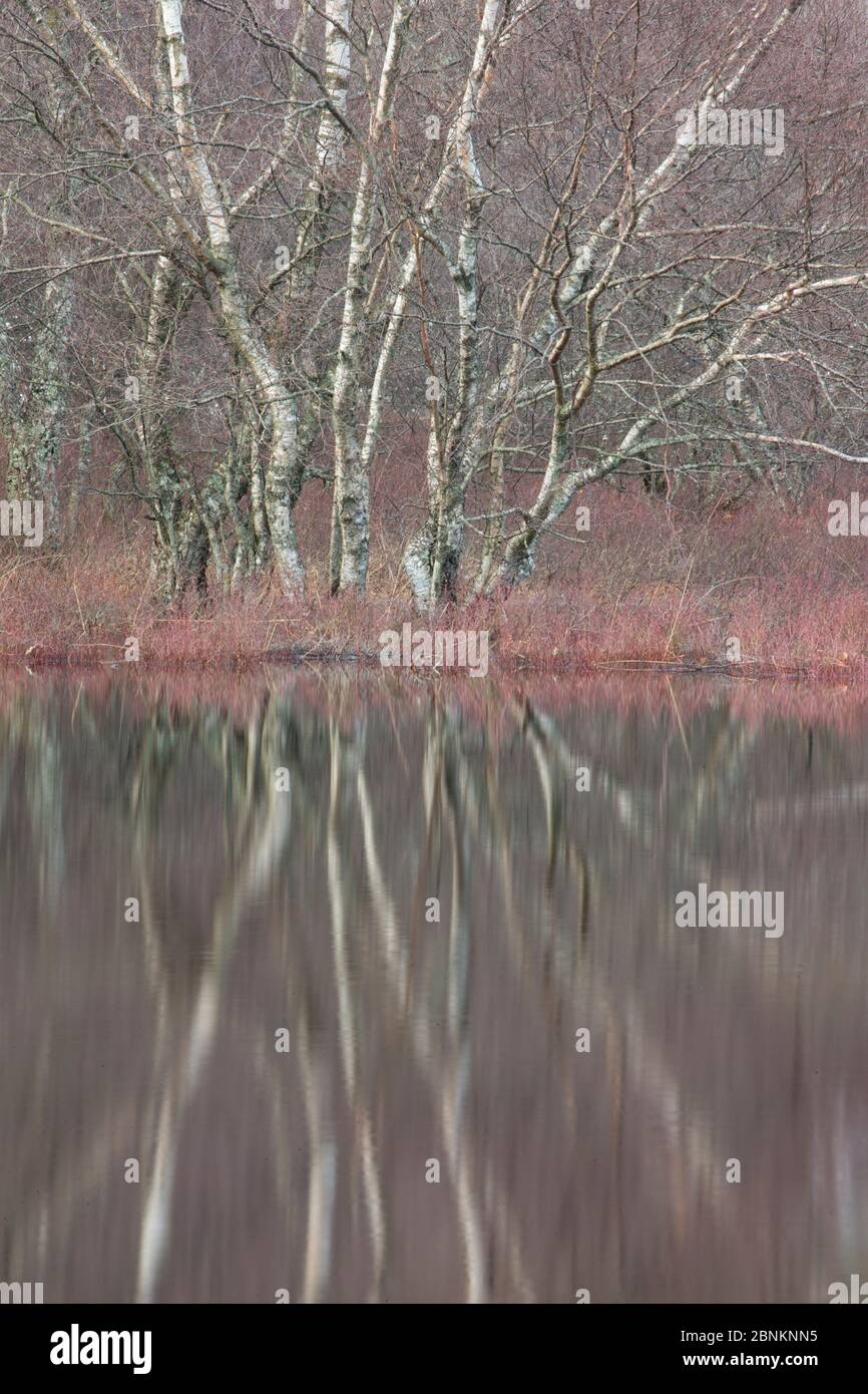 Birch (Betula pendula) and Alder (Alnus glutinosa) woodland submerged under flood plain overflow, River Spey, Cairngorms National Park, Scotland, UK, Stock Photo