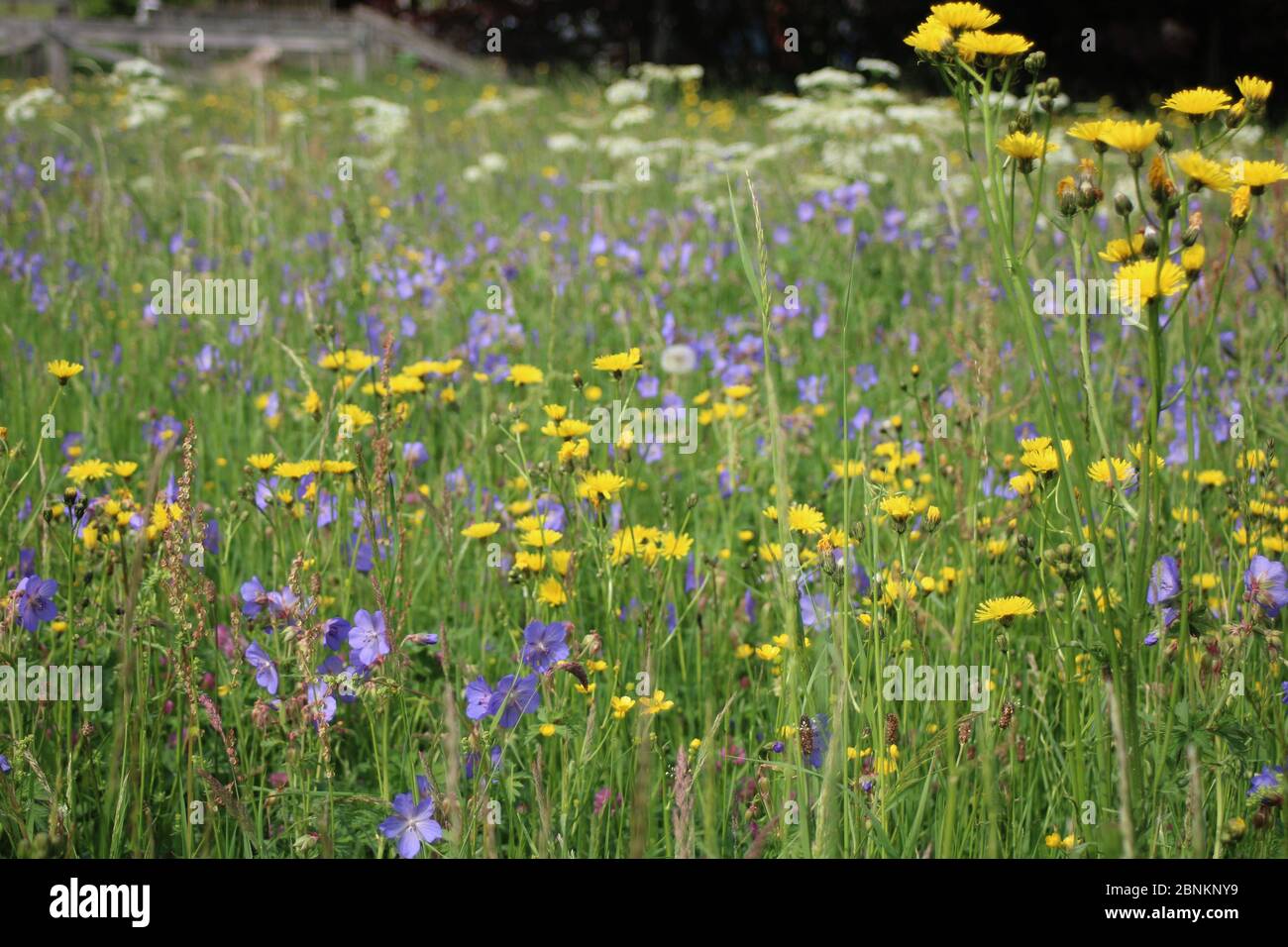 Meadow flowers close up hi-res stock photography and images