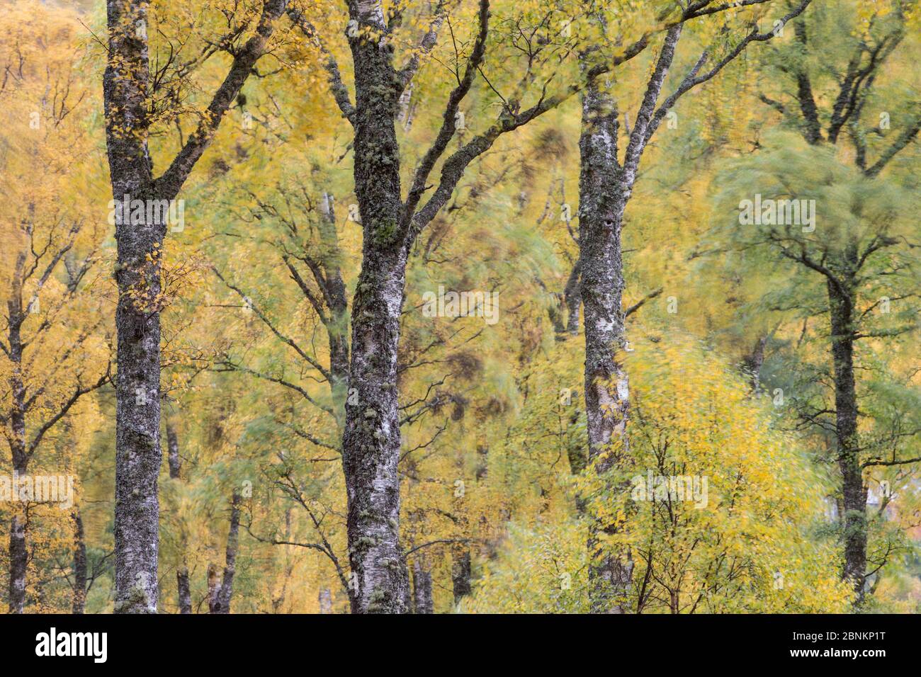 Silver birch (Betula pendula) trees, Craigellachie National Nature Reserve, Cairngorms National Park, Scotland, UK, October. Stock Photo