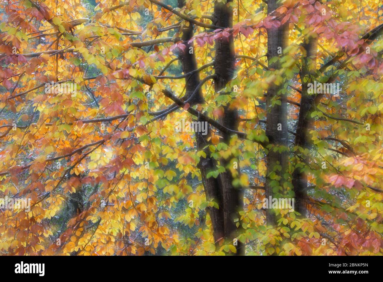 Soft focus Beech (Fagus sylvatica) woodland in autumn, Rogie Falls, Ross-shire, Highlands, Scotland, UK, October. Stock Photo