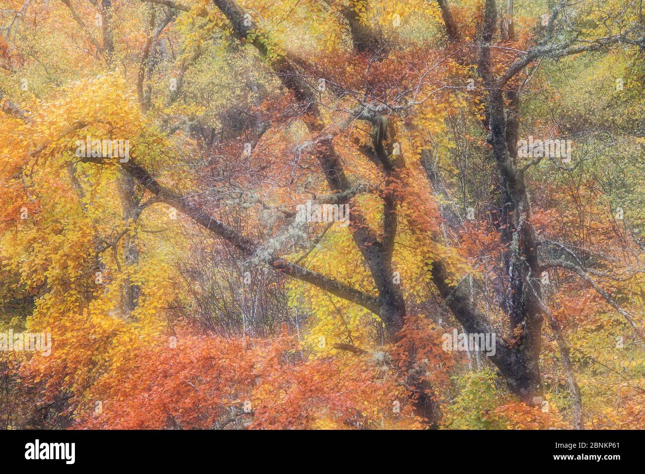 Soft focus Beech (Fagus sylvatica) woodland in autumn, Rogie Falls, Ross-shire, Highlands, Scotland, UK, October. Stock Photo