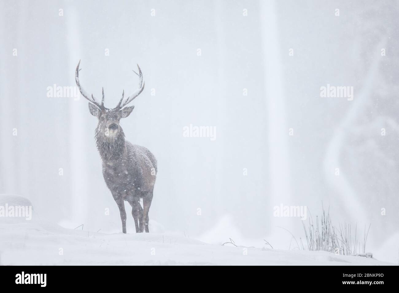 Red deer (Cervus elaphus) stag in blizzard, Alvie, Cairngorms National Park, Scotland, UK, December. Stock Photo