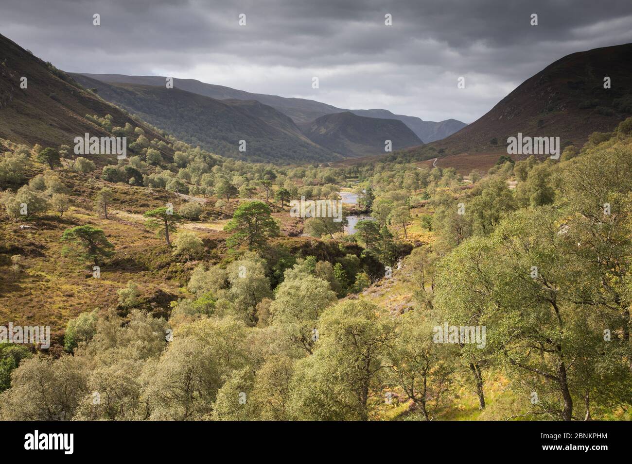 Woodland regenerating along glacial valley, Glen Mhor, Alladale Wilderness Reserve, Sutherland, Scotland, UK, September 2014. Stock Photo