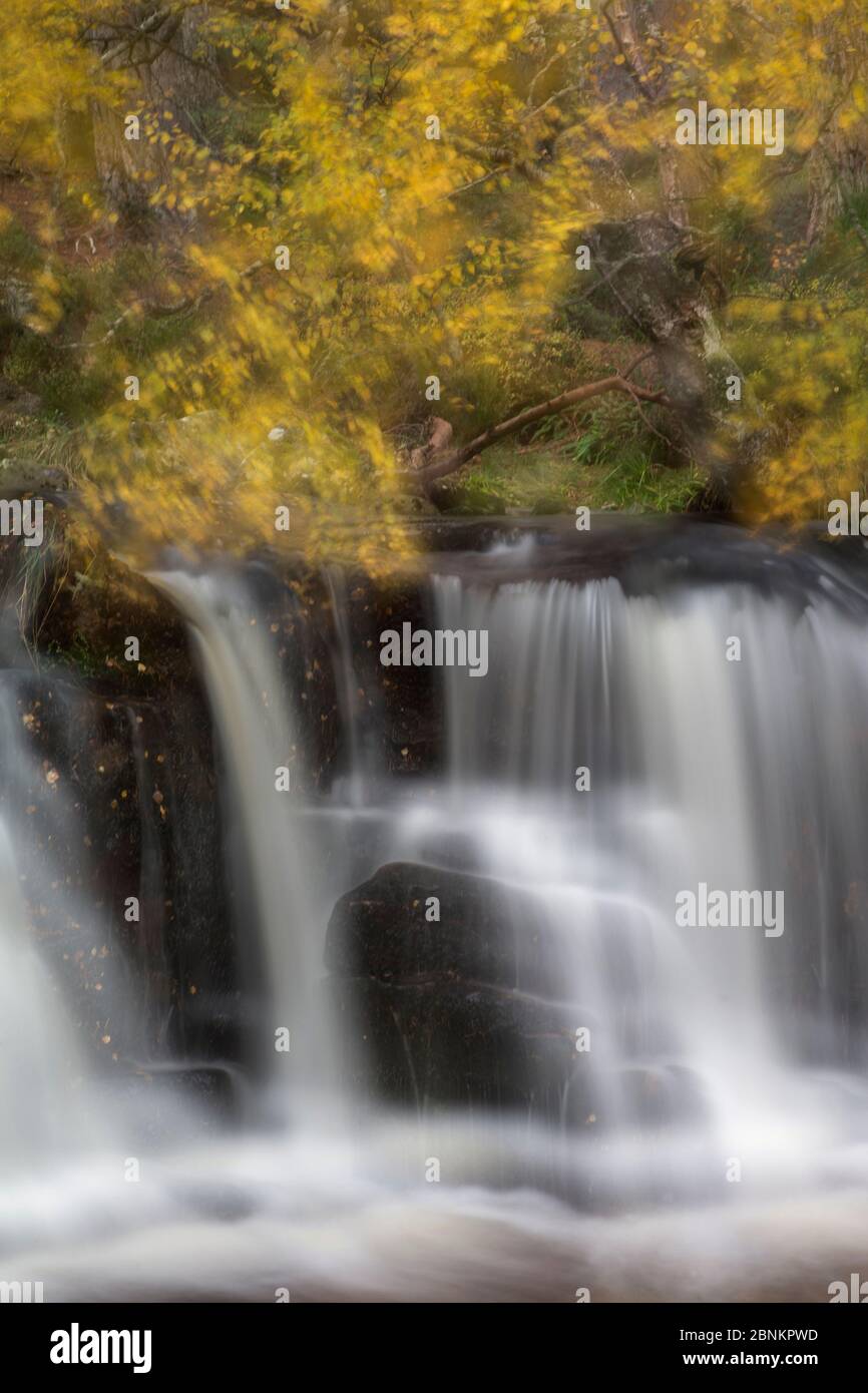 Abstract of waterfall with Silver birch (Betula pendula) above, Glenfeshie, Cairngorms National Park, Scotland, UK, October 2014. Stock Photo