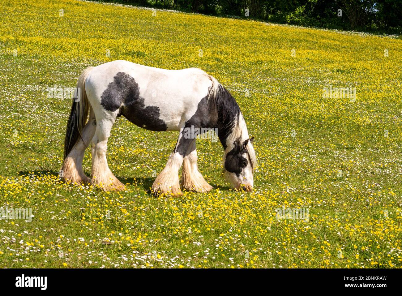 Piebald shire horse in a field of daisies and buttercups Stock Photo