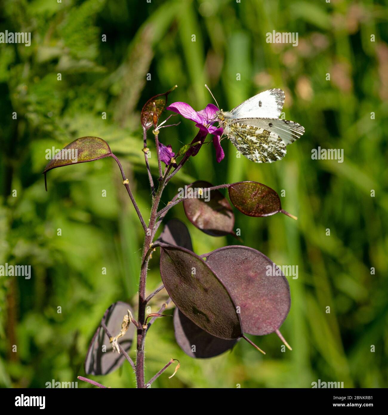 Female orange tip butterfly on a purple honesty flower in a hedgerow in May, UK Stock Photo