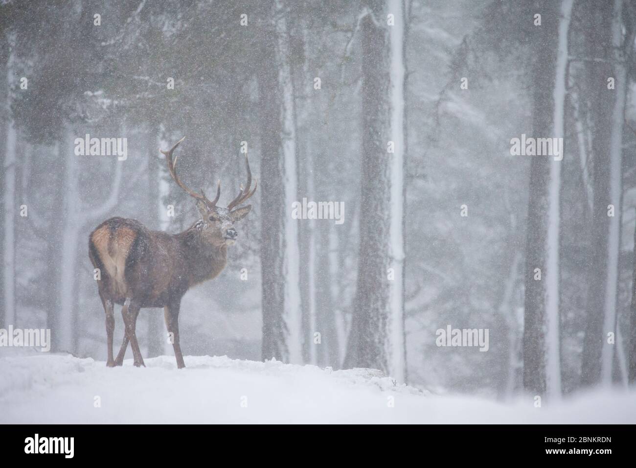 Red deer (Cervus elaphus) stag in snowy pine forest, Alvie Estate, Cairngorms National Park, Scotland, UK, January. Stock Photo