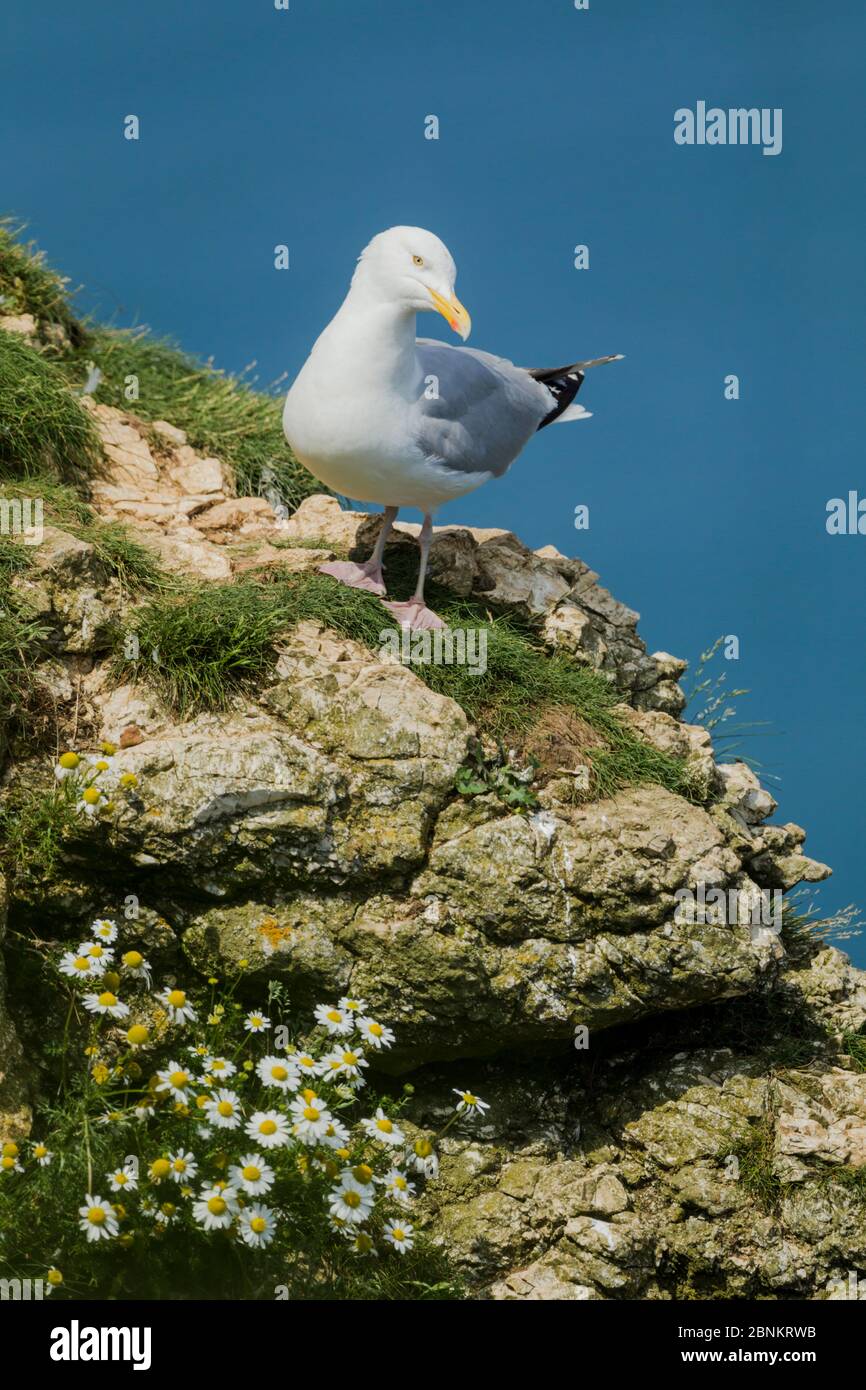 European herring gull (Larus argentatus), standing on a cliff top on a sunny day with a blue sea behind at Bempton Cliffs RSPB nature reserve Stock Photo