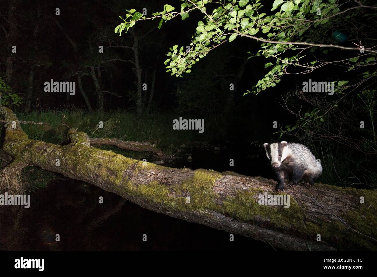 Badger (Meles meles) crossing a burn in alder woodland, Glenfeshie, Cairngorms National Park, Scotland, UK, August. Stock Photo