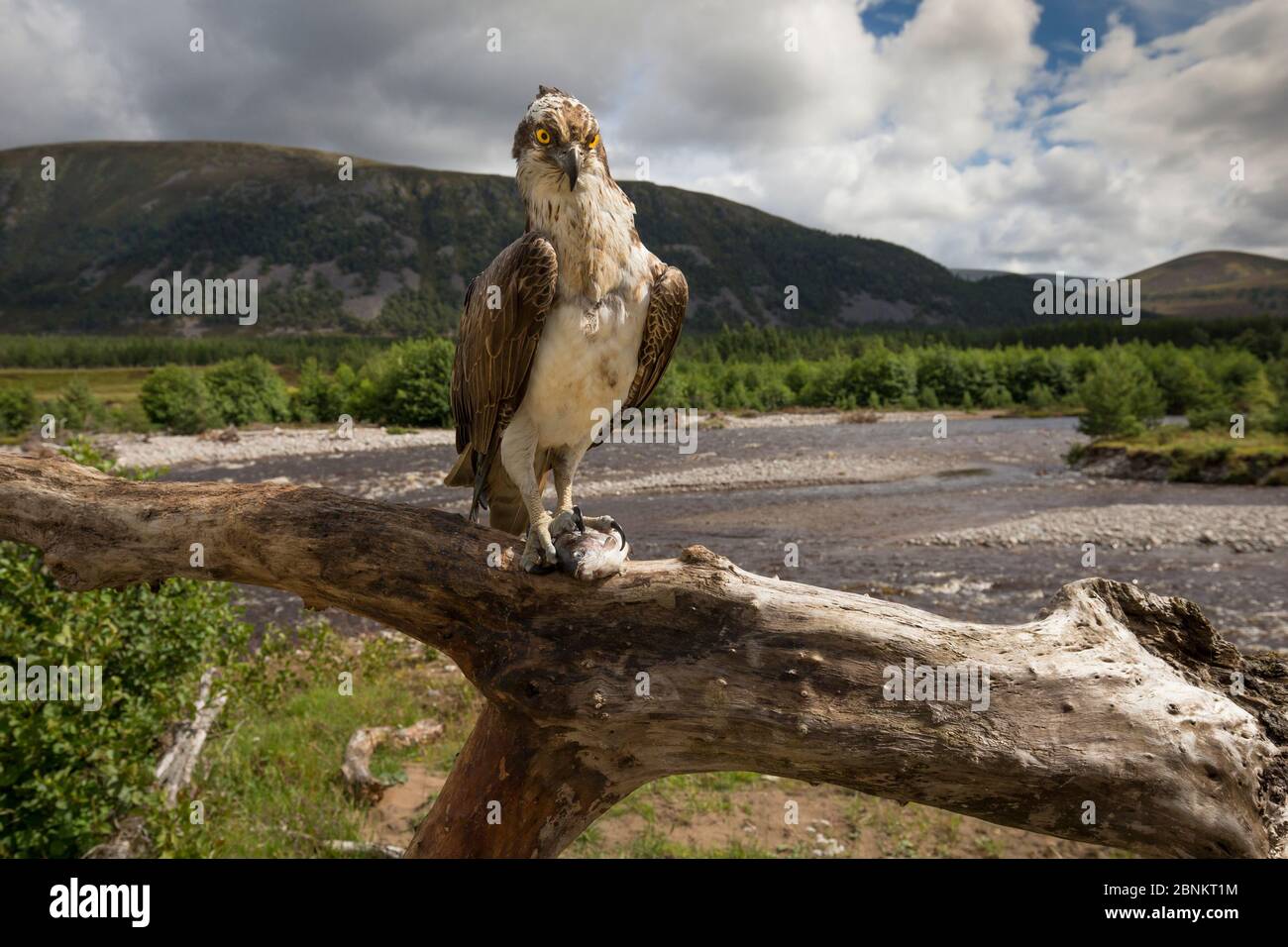 Osprey (Pandion haliaetus) perching on branch with fish, river and hills in background, Glenfeshie, Cairngorms National Park, Scotland, UK, August 201 Stock Photo