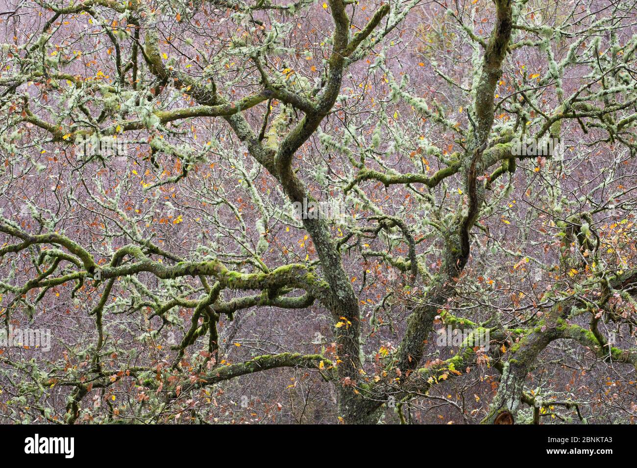 Sessile oak (Quercus petraea) branches in autumn, Loch Lomond & Trossachs National Park, Scotland, UK, November. Stock Photo