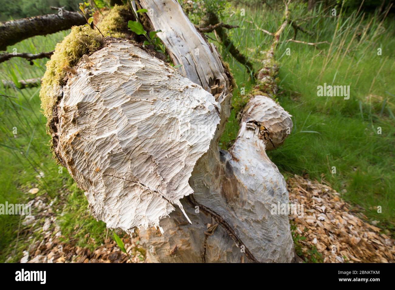 Alder (Alnus glutinosa) tree felled by Eurasian beaver (Castor fiber), Knapdale Forest, Argyll, Scotland, UK, June 2016. Stock Photo