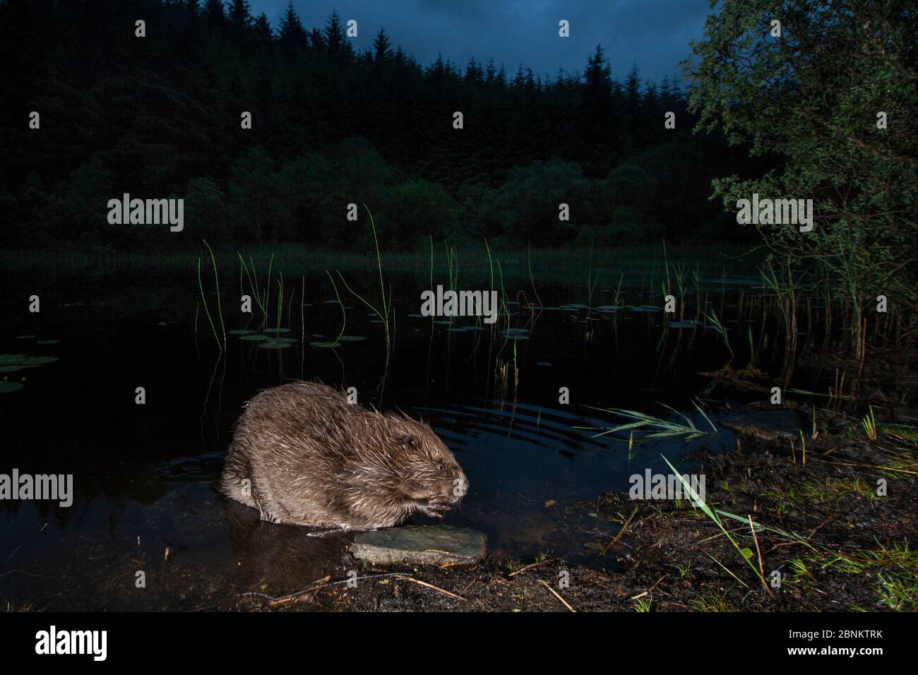 Knapdale forest beaver hi-res stock photography and images - Alamy