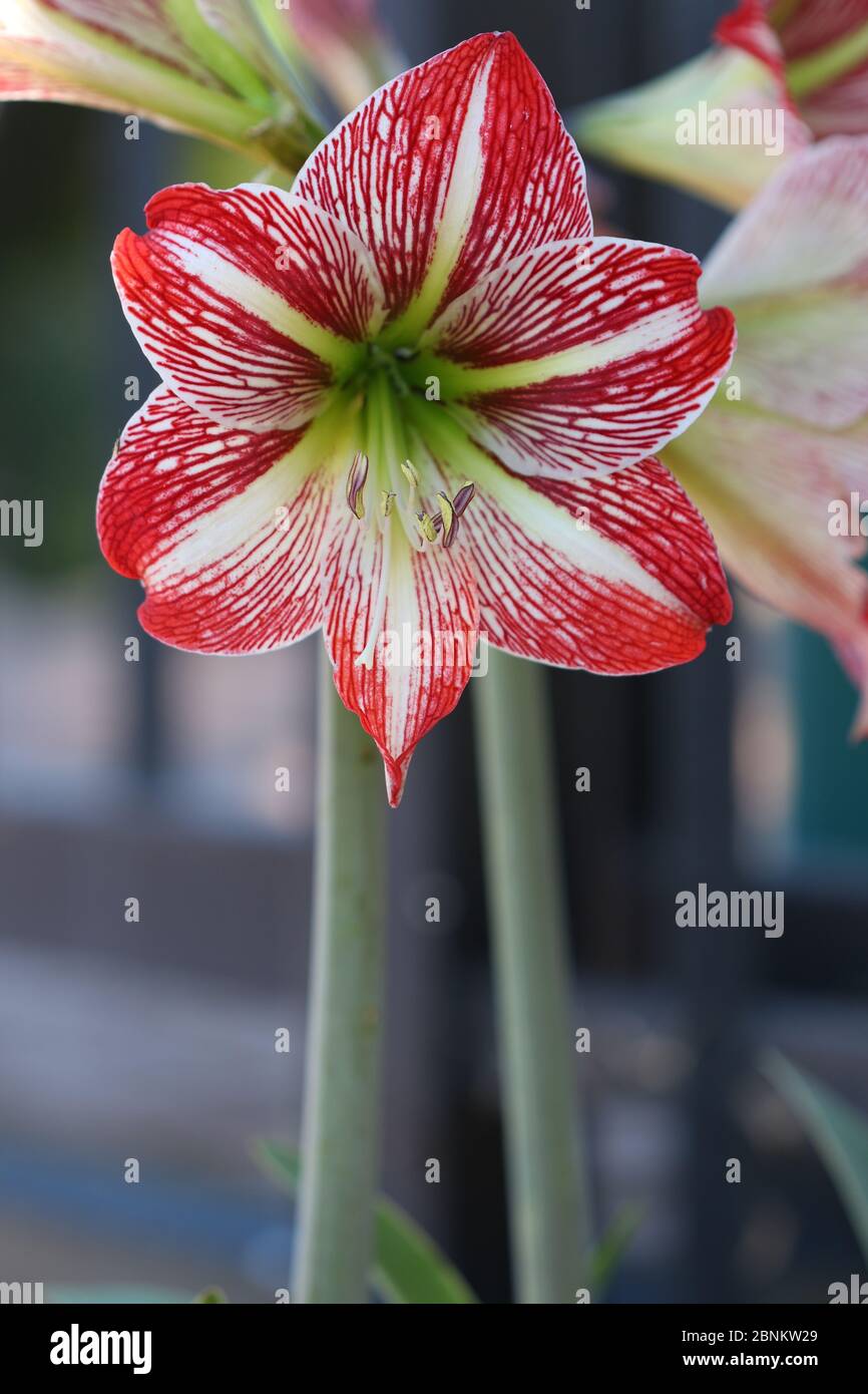 Closeup of a Hippeastrum Correiense. It is a flowering perennial herbaceous bulbous plant. Commonly referred to as an Amaryllis. Stock Photo