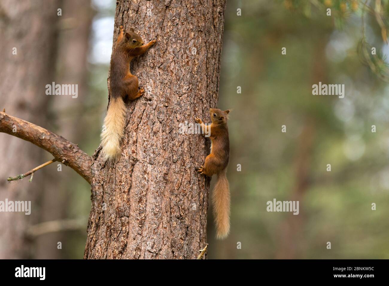 Two Red squirrels (Sciurus vulgaris) chasing each other on pine tree trunk, Cairngorms National