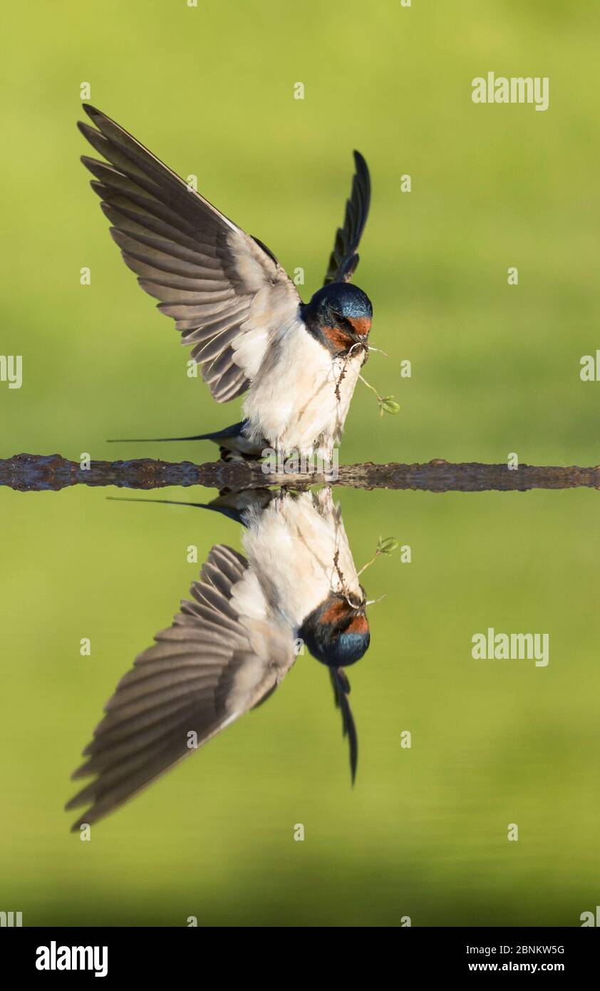 Barn swallow (Hirundo rustica) alighting at pond to collect mud for nest building, Scotland, UK, May. Stock Photo