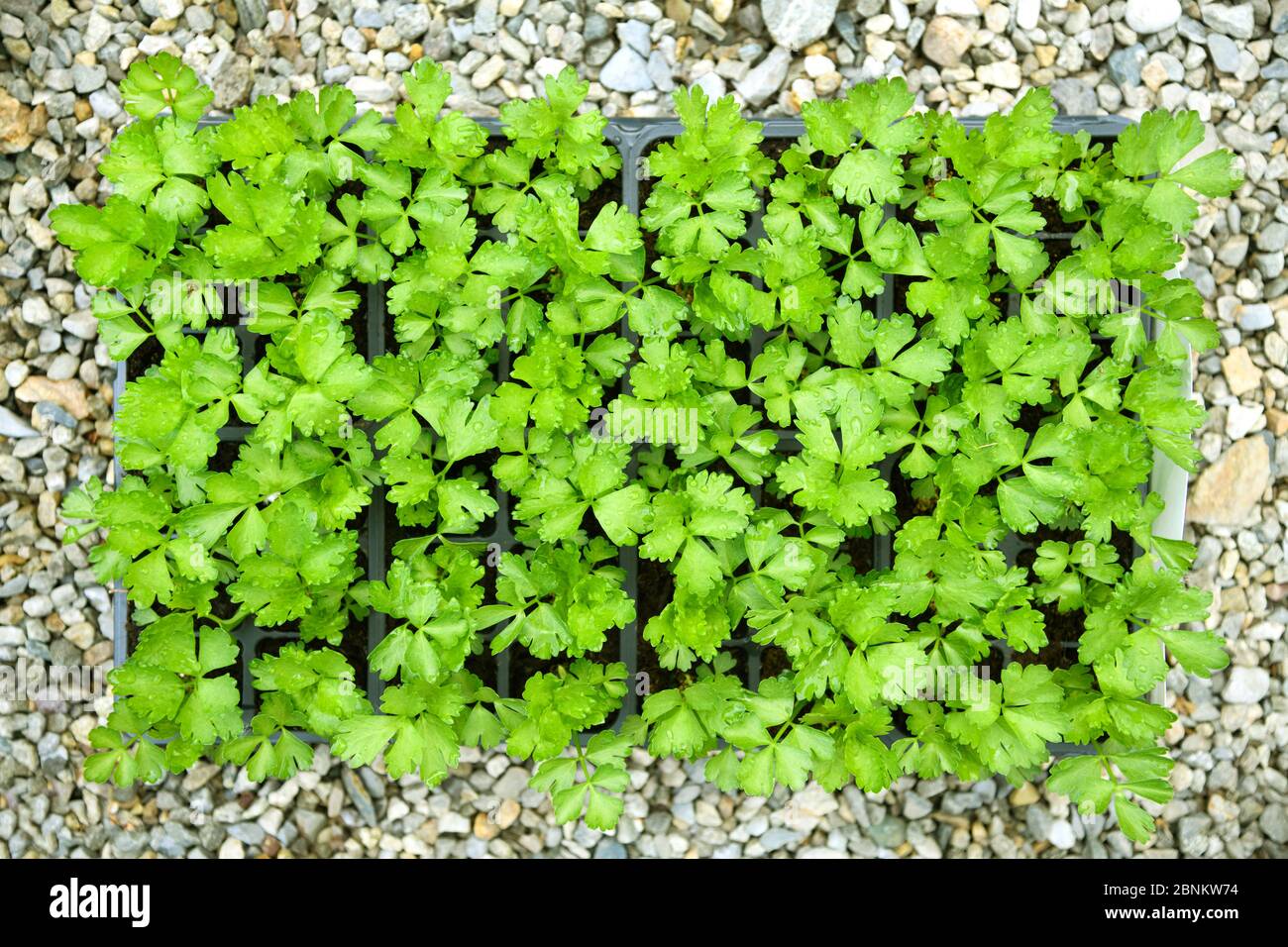 Tray of leafy green celery seedlings in a nursery ready for transplanting and propagation viewed from overhead in spring Stock Photo