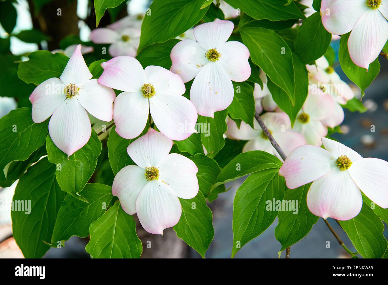 Close up of white Cornus kousa or Kousa Dogwood flowers tinged with delicate pink growing on the tree amidst fresh green leaves in spring Stock Photo
