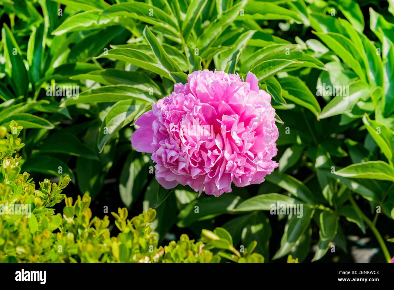 Single deep pink peony flower on a leafy green bush in close up growing ...