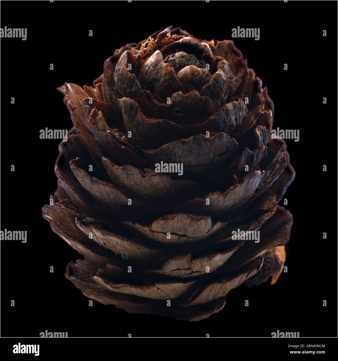 Pine cone macro hi-res stock photography and images - Alamy