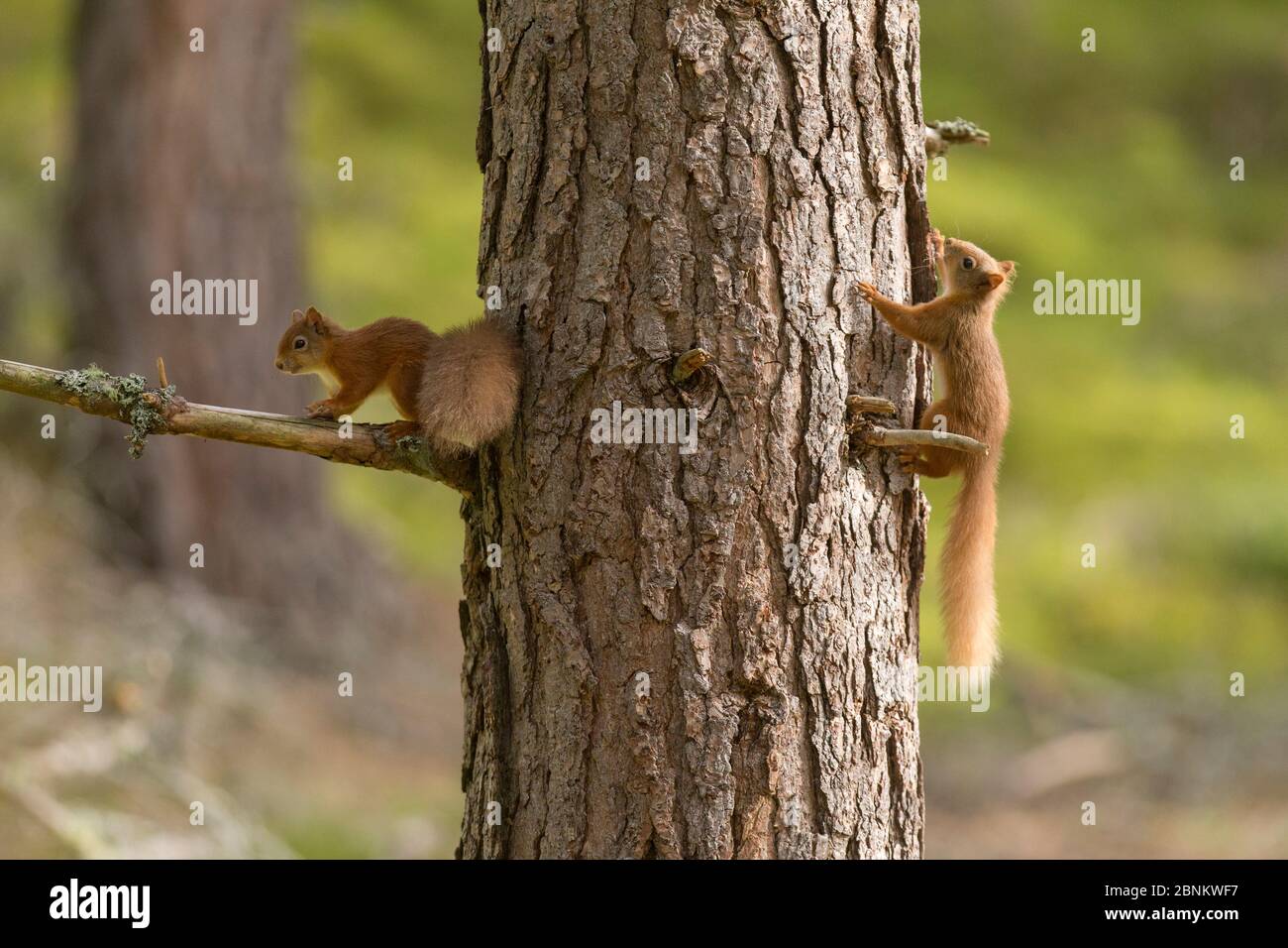Sciurus vulgaris chasing each other hires stock photography and images Alamy
