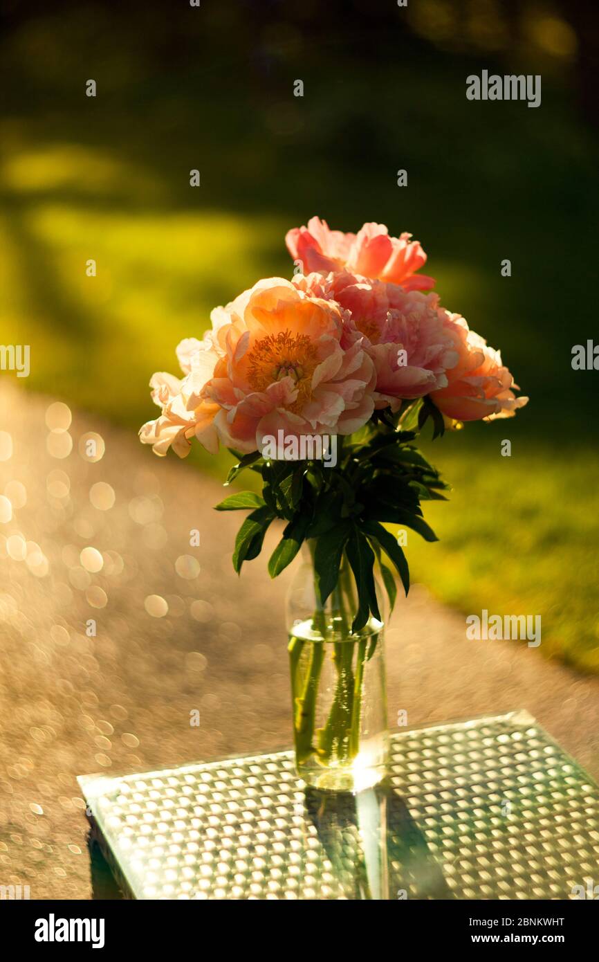 Beautiful pink peonies in a glass vase. Flowers in a vase on a mirror
