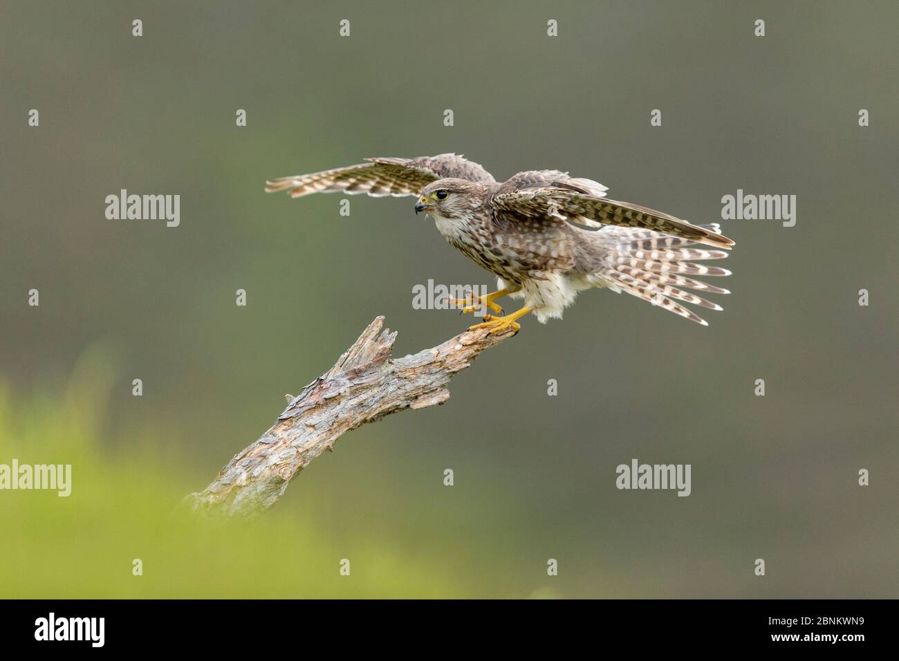 Merlin (Falco columbarius) female alighting onto perch, Glen Tanar, Cairngorms National Park, Scotland, UK, June. Stock Photo